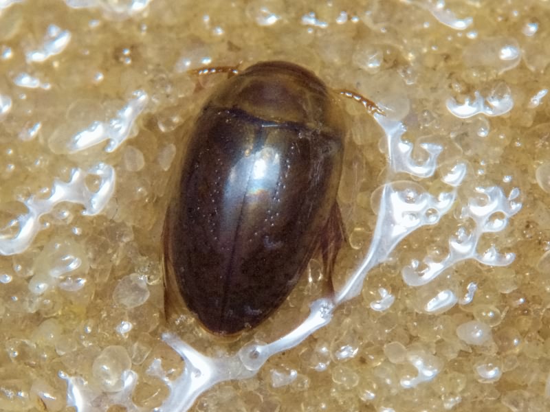 Noterus clavicornis (De Geer, 1774)